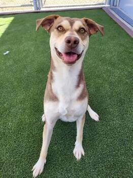 TIMON -  Labrador Retriever and Mixed Breed Dog for Adoption in Lathrop, California - TIMON | PetCurious