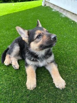 Odin -  German Shepherd Dog Dog for Adoption in Seattle, Washington - Odin | PetCurious