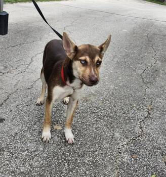 Husky Dogs Available for Adoption in San Antonio, Texas - ASIA | PetCurious