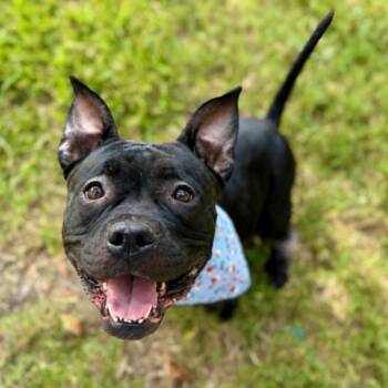 Birdie May Love A Ball -  Staffordshire Bull Terrier and American Bully Dog for Adoption in Friendswood, Texas - Birdie May Love A Ball | PetCurious