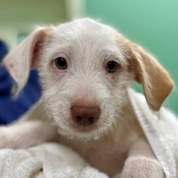 Dachshund and Mixed Breed Dogs Available for Adoption - Zack | PetCurious