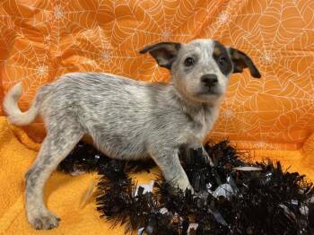 Rescue Australian Cattle Dog Blue Heeler Dogs for Adoption in Modesto, California - A604217 | PetCurious