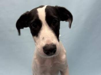 Dahlia -  Labrador Retriever and Mixed Breed Dog for Adoption in Woodbury, Minnesota - Dahlia | PetCurious