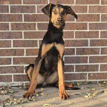 Rescue Doberman Pinscher Dogs for Adoption in Waterloo, Iowa - Flora | PetCurious
