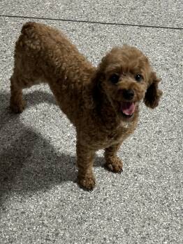 Rambo -  Miniature Poodle Dog for Adoption in Antwerp, Ohio - Rambo | PetCurious