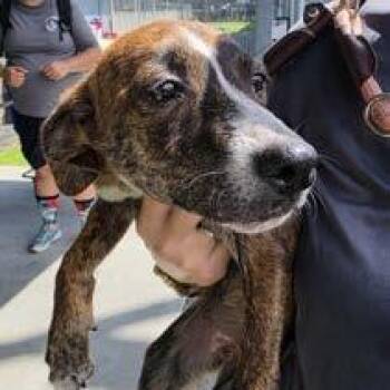 Sun -  Hound and Mixed Breed Dog for Adoption in East Hanover, New Jersey - Sun | PetCurious