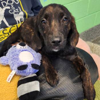 Rockstar Pup: Joni -  Labrador Retriever and Mixed Breed Dog for Adoption in Falls Church, Virginia - Rockstar Pup: Joni | PetCurious