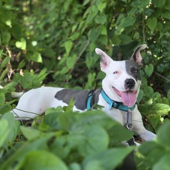 Rescue Mixed Breed Dogs for Adoption in Sarasota, Florida - Mitzi | PetCurious