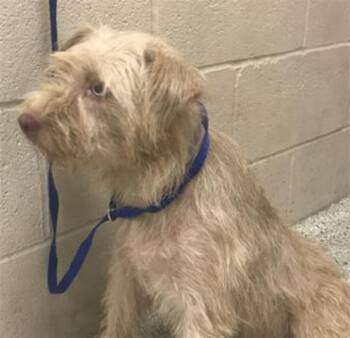 PAISLEY -  West Highland White Terrier Westie and Mixed Breed Dog for Adoption in Conroe, Texas - PAISLEY | PetCurious