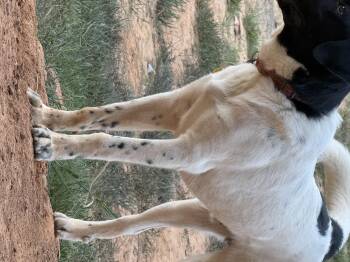 Toddy -  English Setter and Pointer Dog for Adoption - Toddy | PetCurious