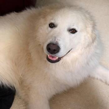 Great Pyrenees Dogs Available for Adoption in Kiowa, Oklahoma - Mazie Sue  | PetCurious