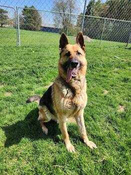 German Shepherd Dog Dogs Available for Adoption in Caro, Michigan - Ace | PetCurious