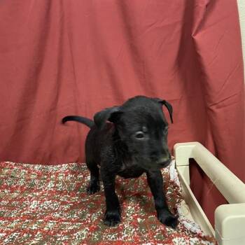 GOOD LUCK BEAR -  Staffordshire Bull Terrier Dog for Adoption in Modesto, California - GOOD LUCK BEAR | PetCurious