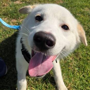 Rescue Saint Bernard Dogs for Adoption in Midway City, California - Tommy Boy | PetCurious