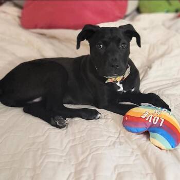 Mixed Breed Dogs Available for Adoption in Plainfield, Illinois - Dublin | PetCurious