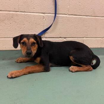 Roti -  Mixed Breed Dog for Adoption in Memphis, Tennessee - Roti | PetCurious