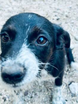 Rescue Shepherd and Mixed Breed Dogs for Adoption in Los Angeles, California - Lulu | PetCurious