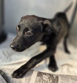 Labrador Retriever Dogs Available for Adoption - THELMA | PetCurious