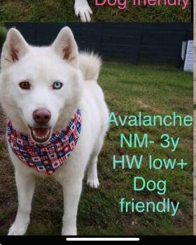 AVALANCHE -  Husky Dog for Adoption in Holbrook, New York - AVALANCHE | PetCurious