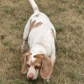 Spotty -  Beagle and Mixed Breed Dog for Adoption in Wichita, Kansas - Spotty | PetCurious
