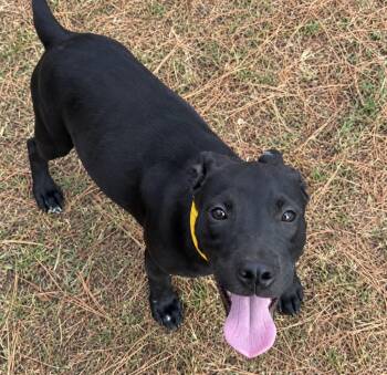 Buffy the Vampire Slayer -  Labrador Retriever Dog for Adoption in Valley Park, Oklahoma - Buffy The Vampire Slayer | PetCurious