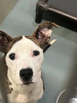 Piper -  Mixed Breed Dog for Adoption in New Orleans, Louisiana - Piper | PetCurious