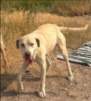 Elwood -  Yellow Labrador Retriever Dog for Adoption in Thompson Falls, Montana - Elwood | PetCurious