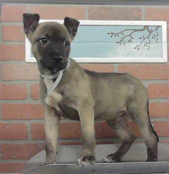 SUPERMAN -  Staffordshire Bull Terrier and Mixed Breed Dog for Adoption in Houston, Texas - SUPERMAN | PetCurious