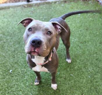 Pit Bull Terrier and Mixed Breed Dogs Available for Adoption in Minneapolis, Minnesota - BELLA | PetCurious