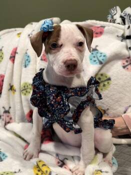 Pit Bull Terrier Dogs Available for Adoption - Shamrock | PetCurious