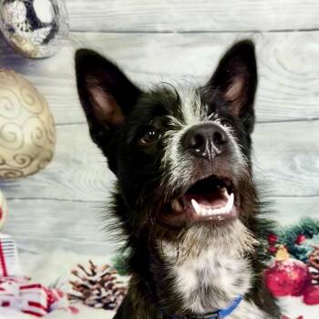 Pedro -  Terrier Dog for Adoption in Franklin, North Carolina - Pedro | PetCurious