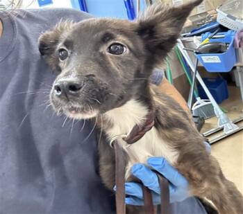 Rescue Dutch Shepherd and Mixed Breed Dogs for Adoption in Chula Vista, California - DARLA | PetCurious