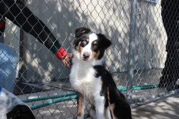 Luna Bell -  Australian Shepherd Dog for Adoption in Twentynine Palms, California - Luna Bell | PetCurious