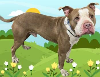 Pit Bull Terrier and Mixed Breed Dogs Available for Adoption - STIRLING | PetCurious