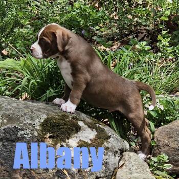 Hound and Mixed Breed Dogs Available for Adoption in Ellicott City, Maryland - Albany | PetCurious