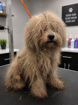 Benson -  Poodle and Bichon Frise Dog for Adoption - Benson | PetCurious