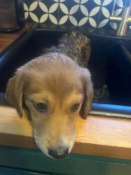 Tina -  Shepherd and Australian Shepherd Dog for Adoption in Colorado Springs, Colorado - Tina | PetCurious