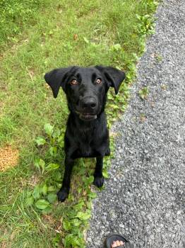 Nadine -  Black Labrador Retriever Dog for Adoption in Madison, Wisconsin - Nadine | PetCurious