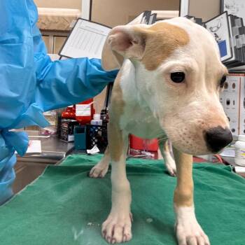 Phil -  Pit Bull Terrier Dog for Adoption in Birmingham, Alabama - Phil | PetCurious
