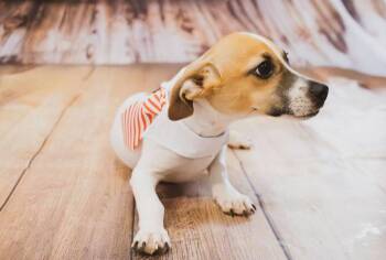 Rescue Jack Russell Terrier Dogs for Adoption in Archbold, Ohio - Jacques | PetCurious
