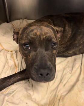 Kelly -  Pit Bull Terrier Dog for Adoption in San Diego, California - Kelly | PetCurious