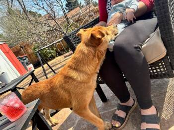 Chow Chow Dogs Available for Adoption in Winter Park, Colorado - Misty | PetCurious