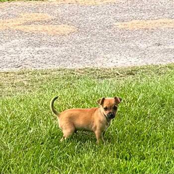 Jester -  Chihuahua Dog for Adoption in Lucedale, Mississippi - Jester | PetCurious