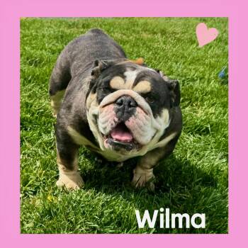 English Bulldog Dogs Available for Adoption in Mokena, Illinois - Wilma | PetCurious