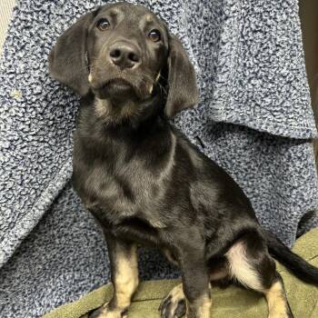 Hound and Mixed Breed Dogs Available for Adoption in Rocky Mount, Virginia - Willard | PetCurious