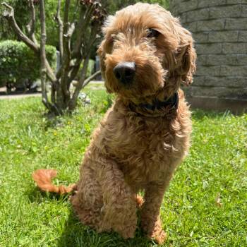 Bailey -  Goldendoodle Dog Available for Adoption in Latrobe, Pennsylvania - Bailey | PetCurious
