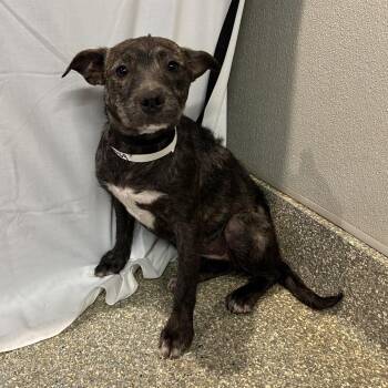 IVHS-Stray-140469 -  Terrier Dog for Adoption in San Gabriel, California - IVHS-Stray-140469 | PetCurious