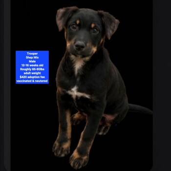 Trooper -  Shepherd Dog for Adoption in Oviedo, Florida - Trooper | PetCurious