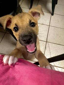 Remi -  Puggle and Chiweenie Dog for Adoption in Gilbert, Arizona - Remi | PetCurious