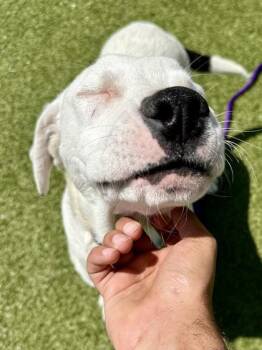 Mixed Breed Dogs Available for Adoption in Wichita, Kansas - Popsicle Stick | PetCurious